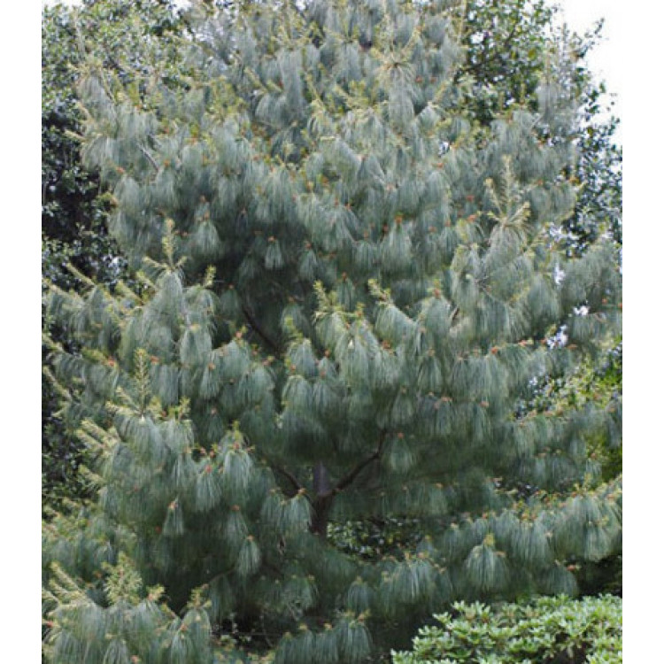 Сосна Арманда Белая Китайская Сосна Арманда Белая Китайская