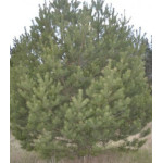 Сосна Бунге Белокорая Сосна Бунге Белокорая