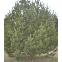 Сосна Бунге Белокорая