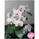 Мастер класс по изготовлению орхидеи фаленопсис из фоамирана Мастер класс по изготовлению орхидеи фаленопсис из фоамирана